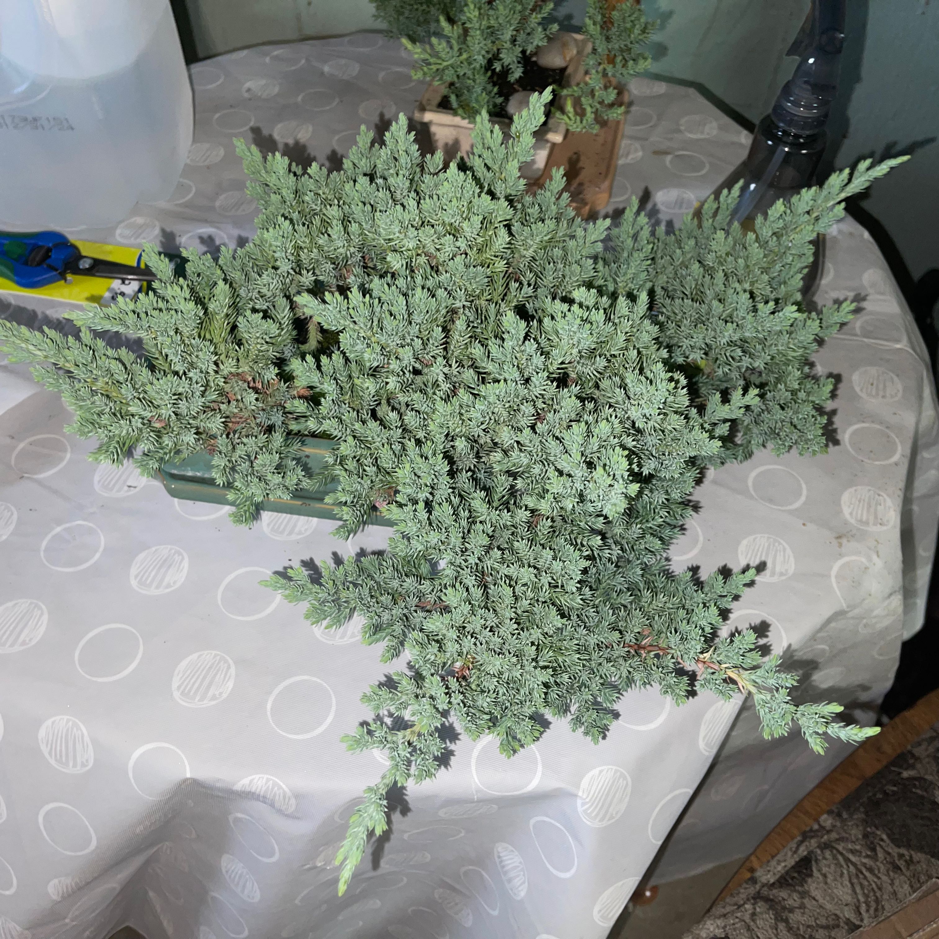 Sargent Juniper plant on a table with a patterned tablecloth, appearing healthy with dense green foliage.