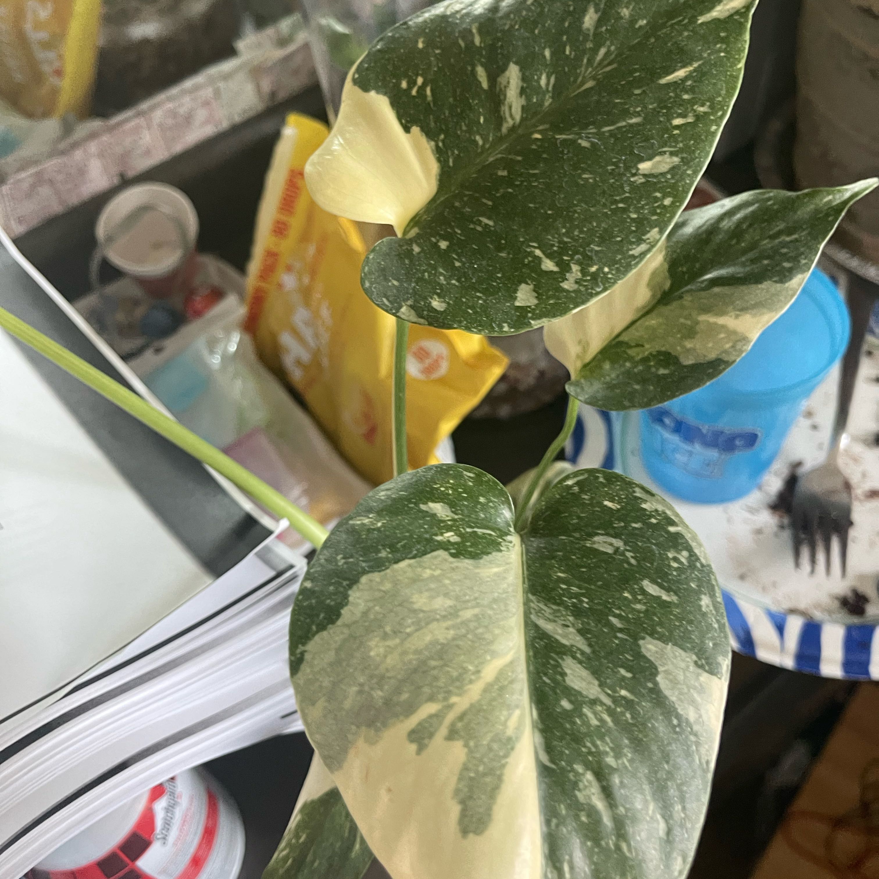 Thai Constellation Monstera with variegated leaves, showing green and cream-colored sections.