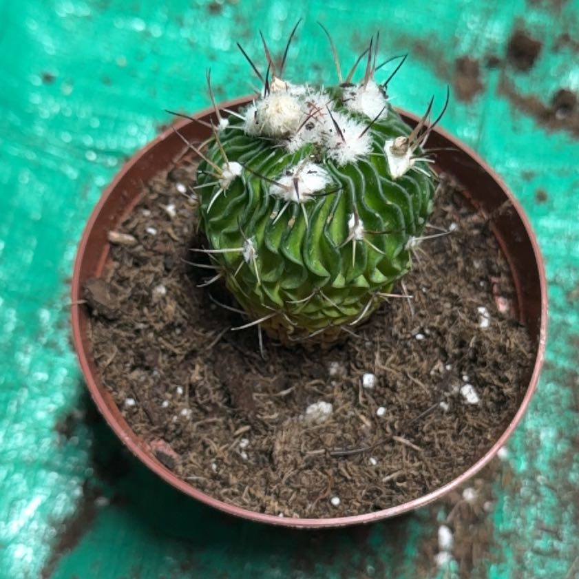 Photo of the plant species Brain Cactus by @greeneryaddict named Emerson on Greg, the plant care app