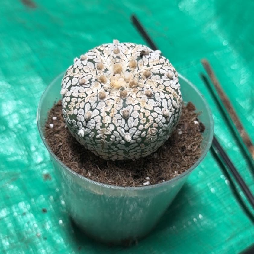 Photo of the plant species Astrophytum 'Super Kabuto' by @greeneryaddict named Girlfrond on Greg, the plant care app