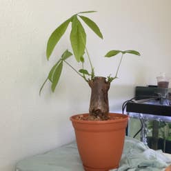 Money Tree plant