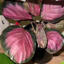 Rose Calathea plant