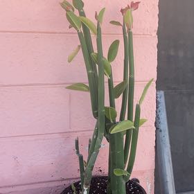 Photo of the plant species Tall Slipper Plant by Thalia named Pedilanthus on Greg, the plant care app