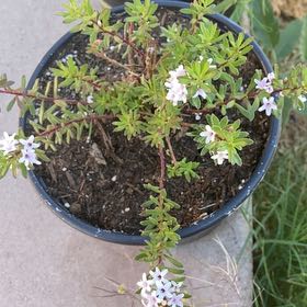 Photo of the plant species Dwarf Native-Myrtle by Thalia named Ulysses S Plant on Greg, the plant care app