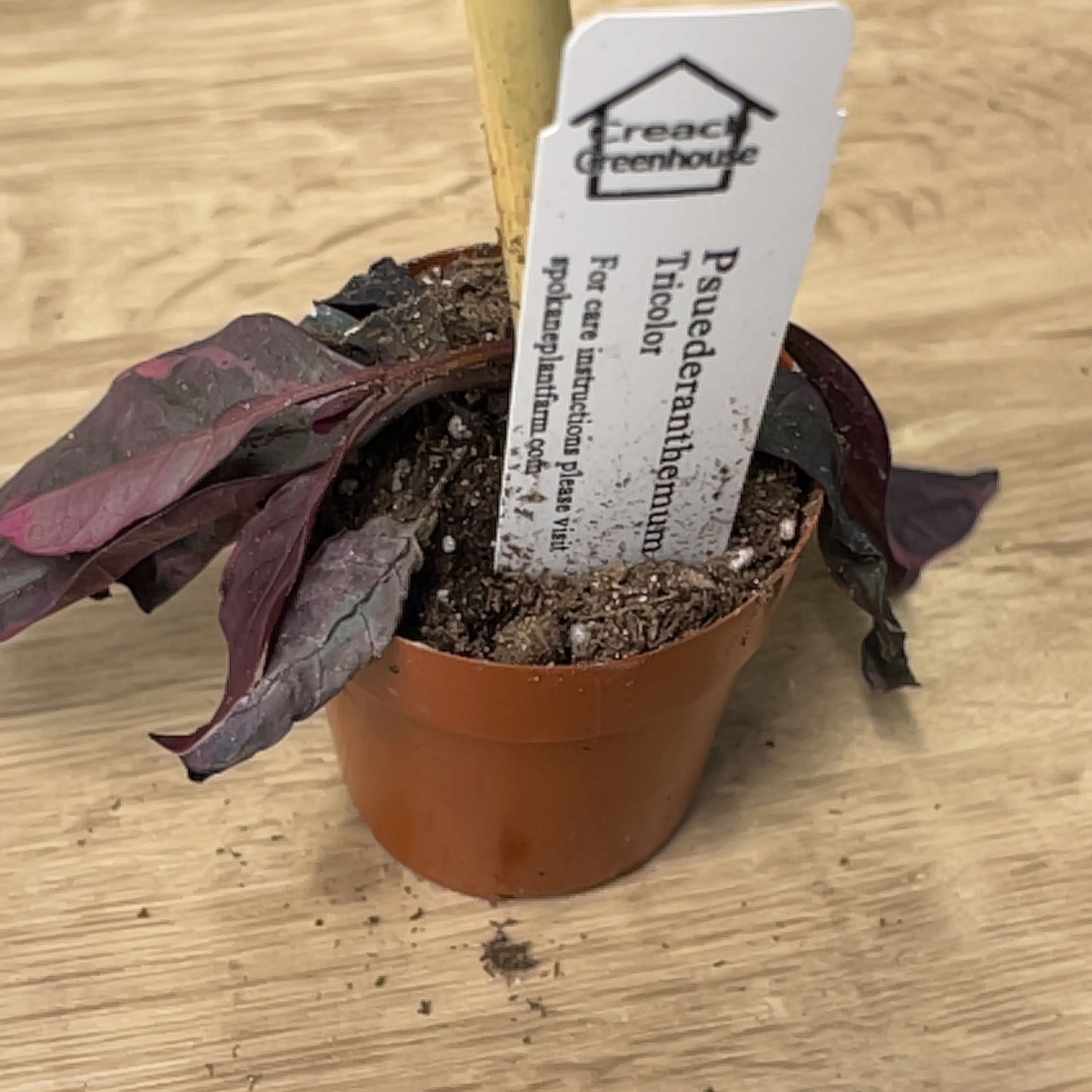Photo of the plant species Variegated False Eranthemum by @SvelteGuavatree named Mando on Greg, the plant care app