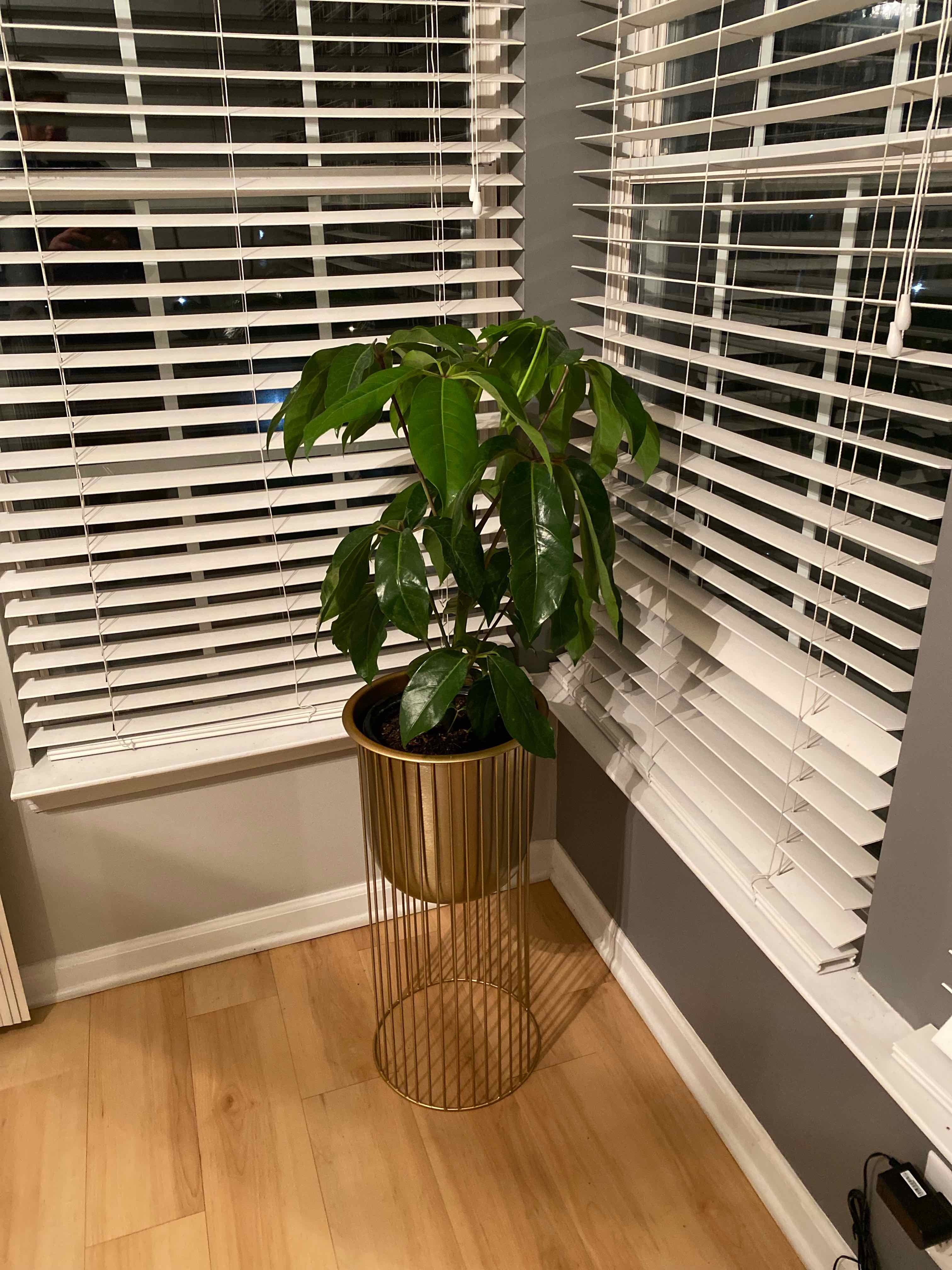 A healthy Octopus Tree plant in a pot near windows with blinds.