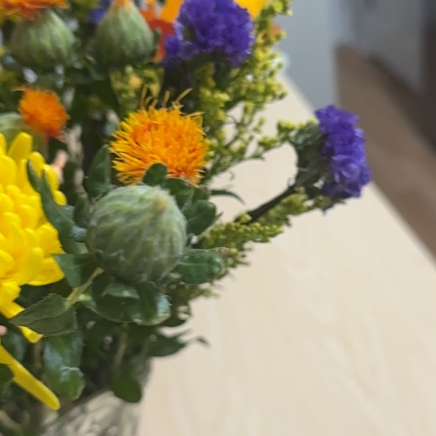 Photo of the plant species Safflower by Danielle named Curie on Greg, the plant care app