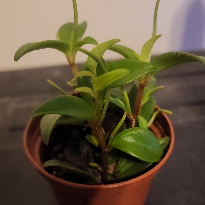 Photo of the plant species Cypress Peperomia by @SultryGraypine named Eva on Greg, the plant care app