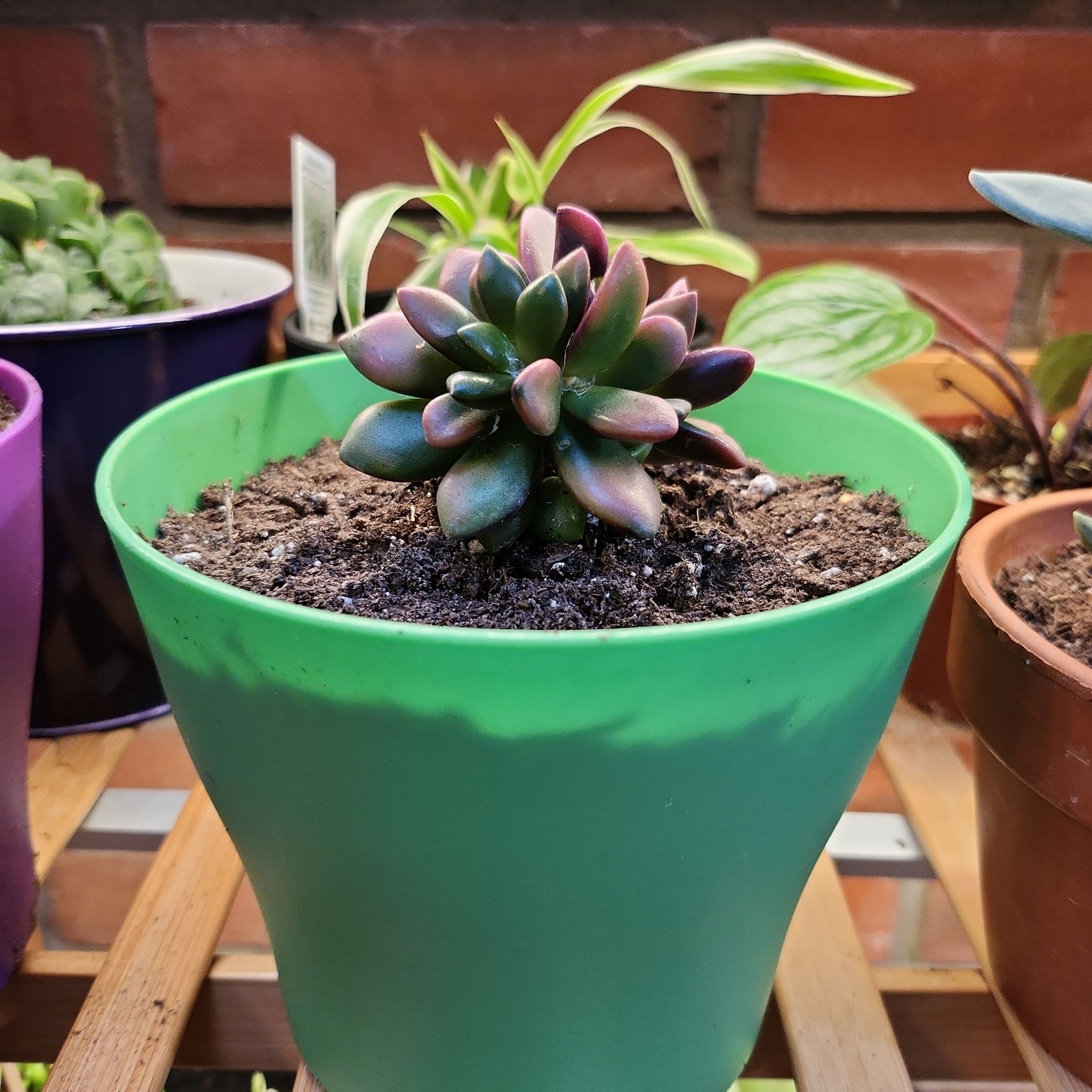 Anacampseros telephiastrum 'Variegata' succulent in a green pot with visible soil.