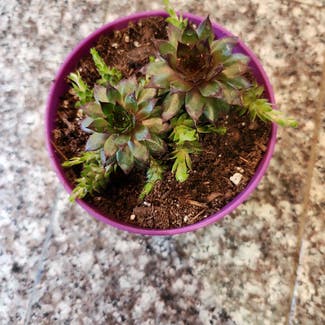 Hens and Chicks plant in Evergreen, Colorado