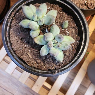 Pachyphytum 'Moon Silver' plant in Evergreen, Colorado