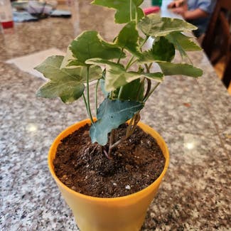 English Ivy plant in Evergreen, Colorado