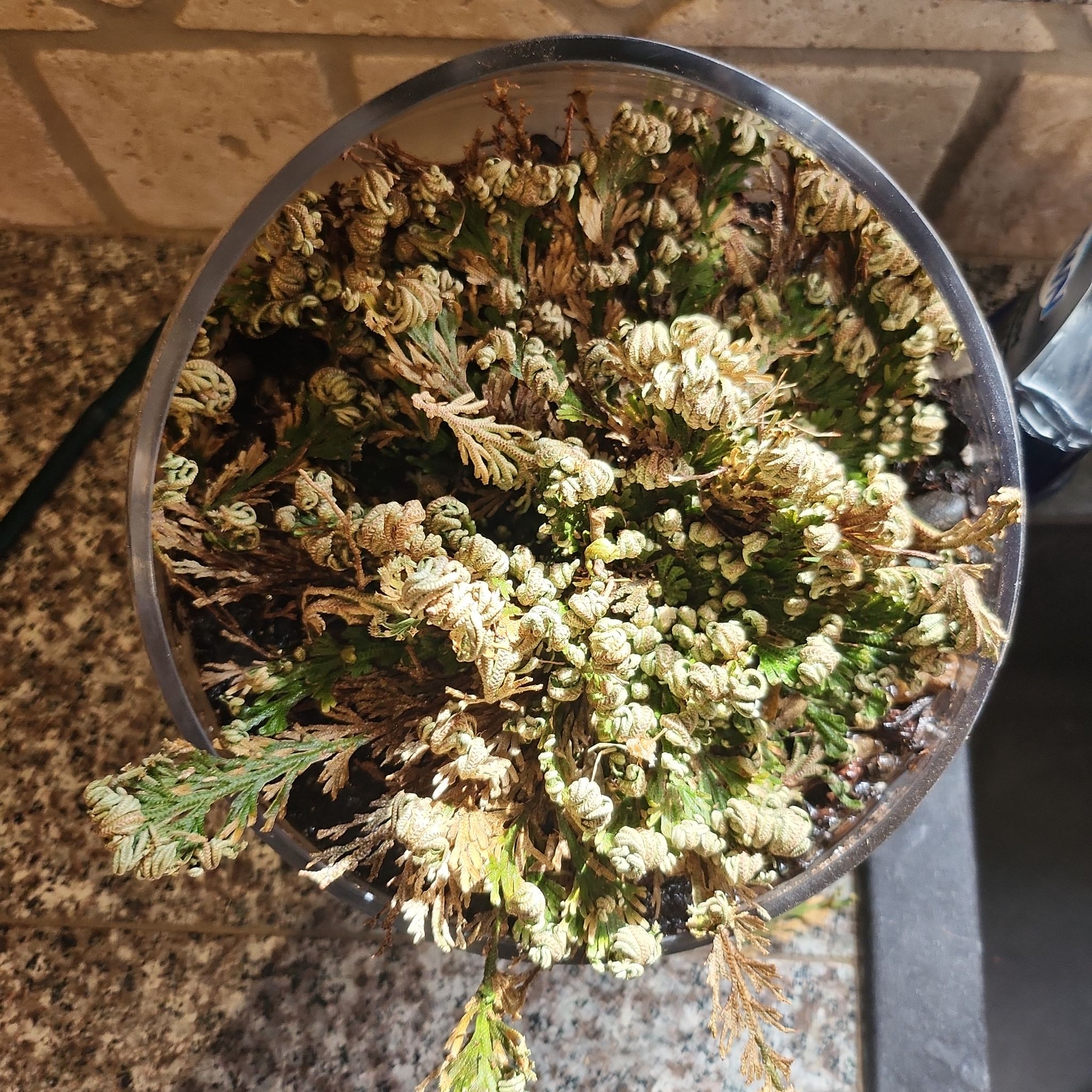 Rose of Jericho plant in a pot with visible browning and yellowing leaves.