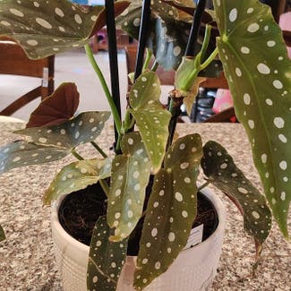 Polka Dot Begonia plant in Evergreen, Colorado