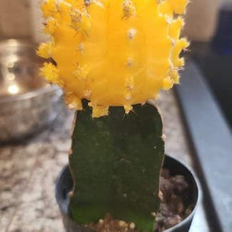 Moon Cactus plant in Evergreen, Colorado