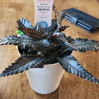 Dark Mystery Pilea plant in Evergreen, Colorado