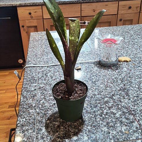Photo of the plant species Bromeliad Neoregelia 'Donger' by @PlantMom named Willow on Greg, the plant care app
