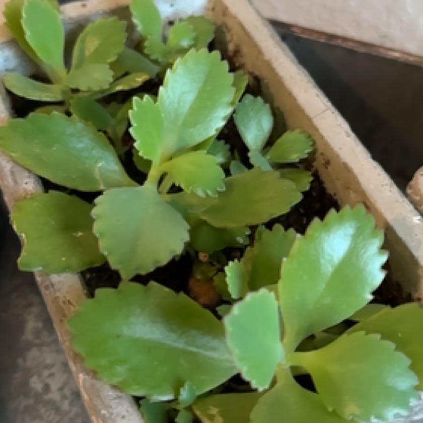 Photo of the plant species Cathedral Bells by @SturdyGalega named Eve on Greg, the plant care app