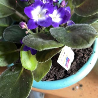 Kenyan Violet plant in Arnold, Maryland