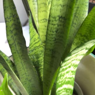 Snake Plant plant in Arnold, Maryland