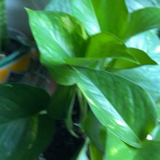Jade Pothos plant in Arnold, Maryland