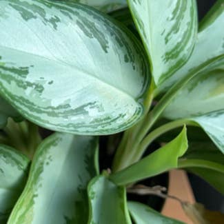 Chinese Evergreen plant in Arnold, Maryland