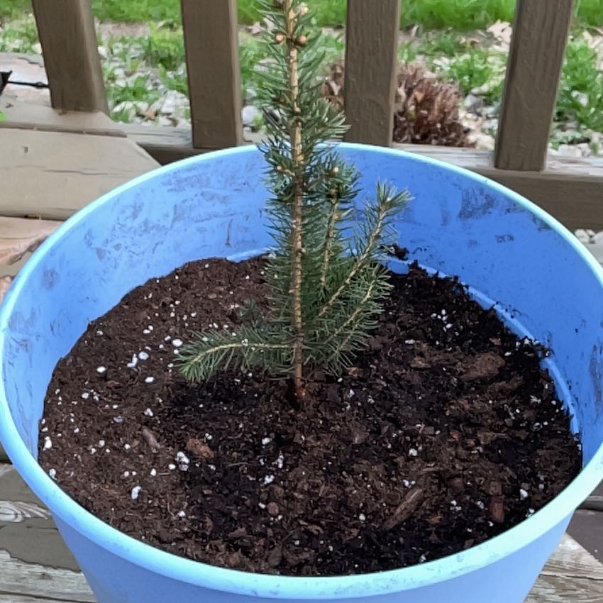 Young Blue Spruce plant in a blue pot with visible soil on a wooden deck.