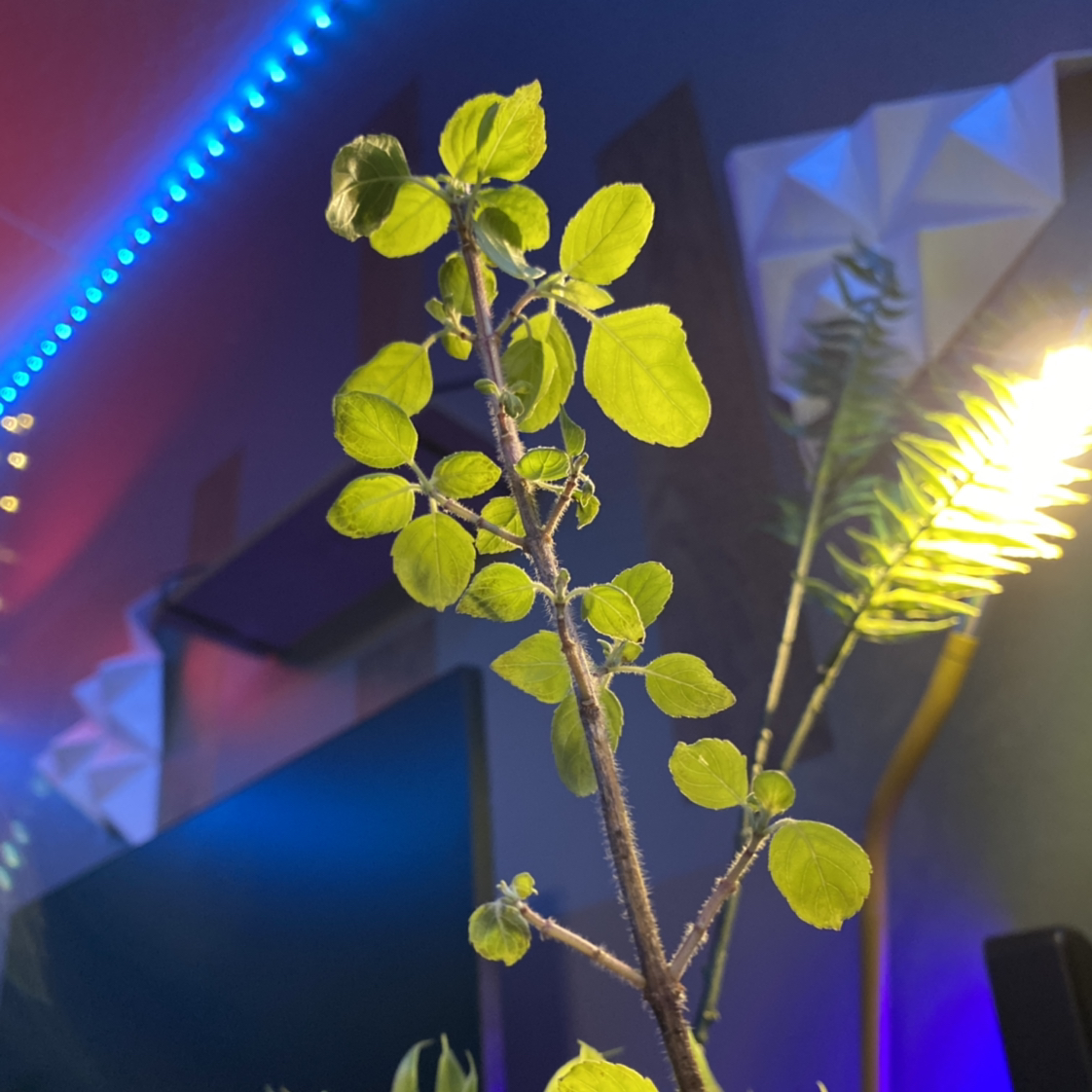 Holy Basil (Tulsi) plant indoors with green leaves and slight yellowing.