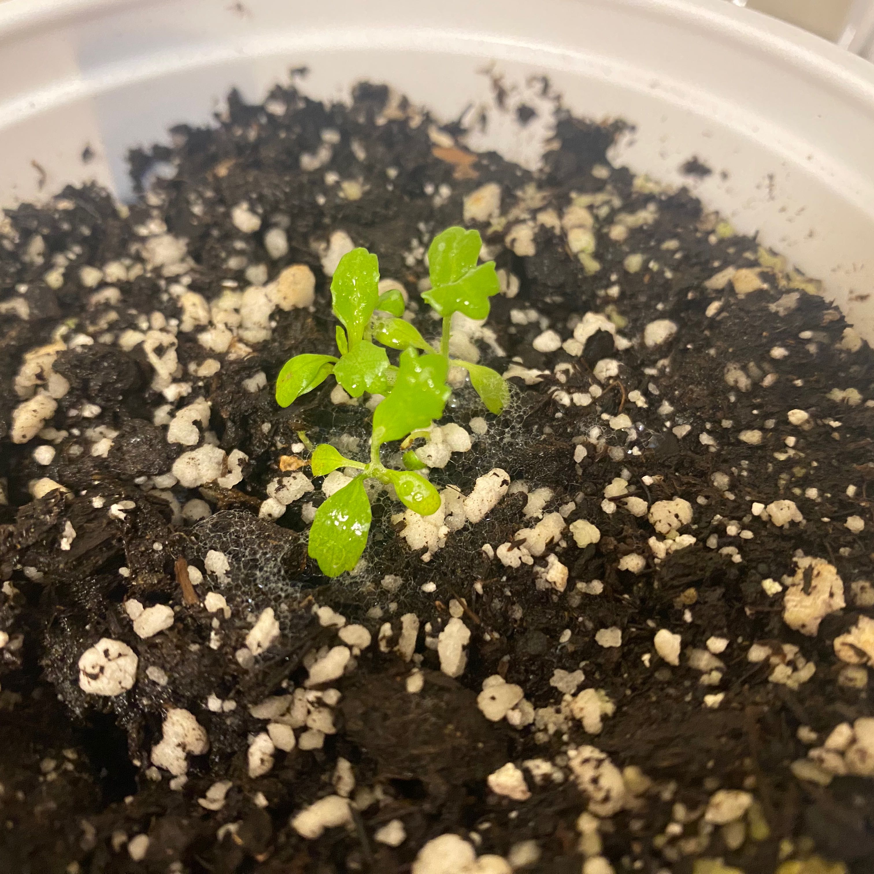 Young Culantro plant in a pot with visible soil and perlite.