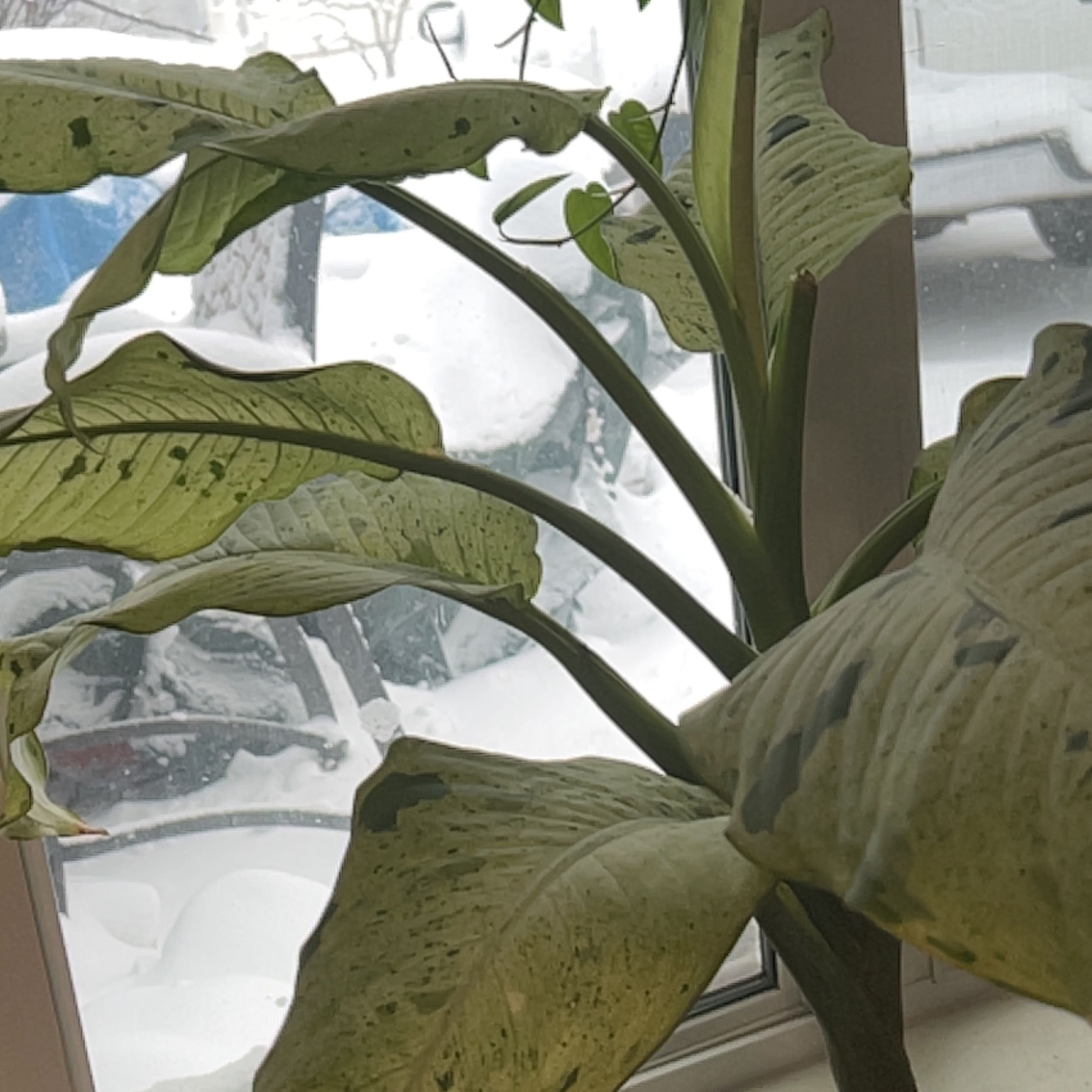 Dieffenbachia 'Camouflage' plant near a window with some leaf discoloration and black spots.