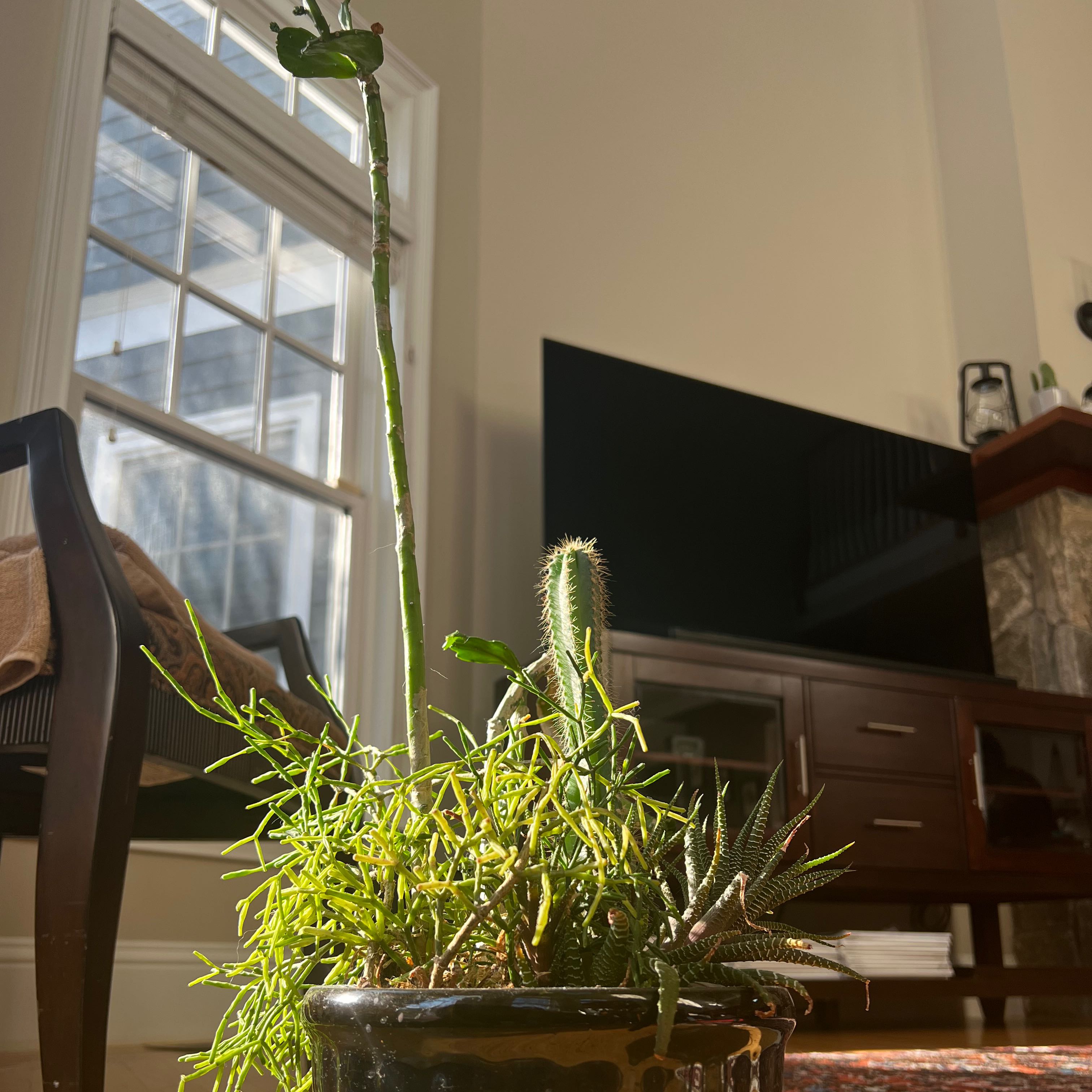 Succulent Kitchen Group