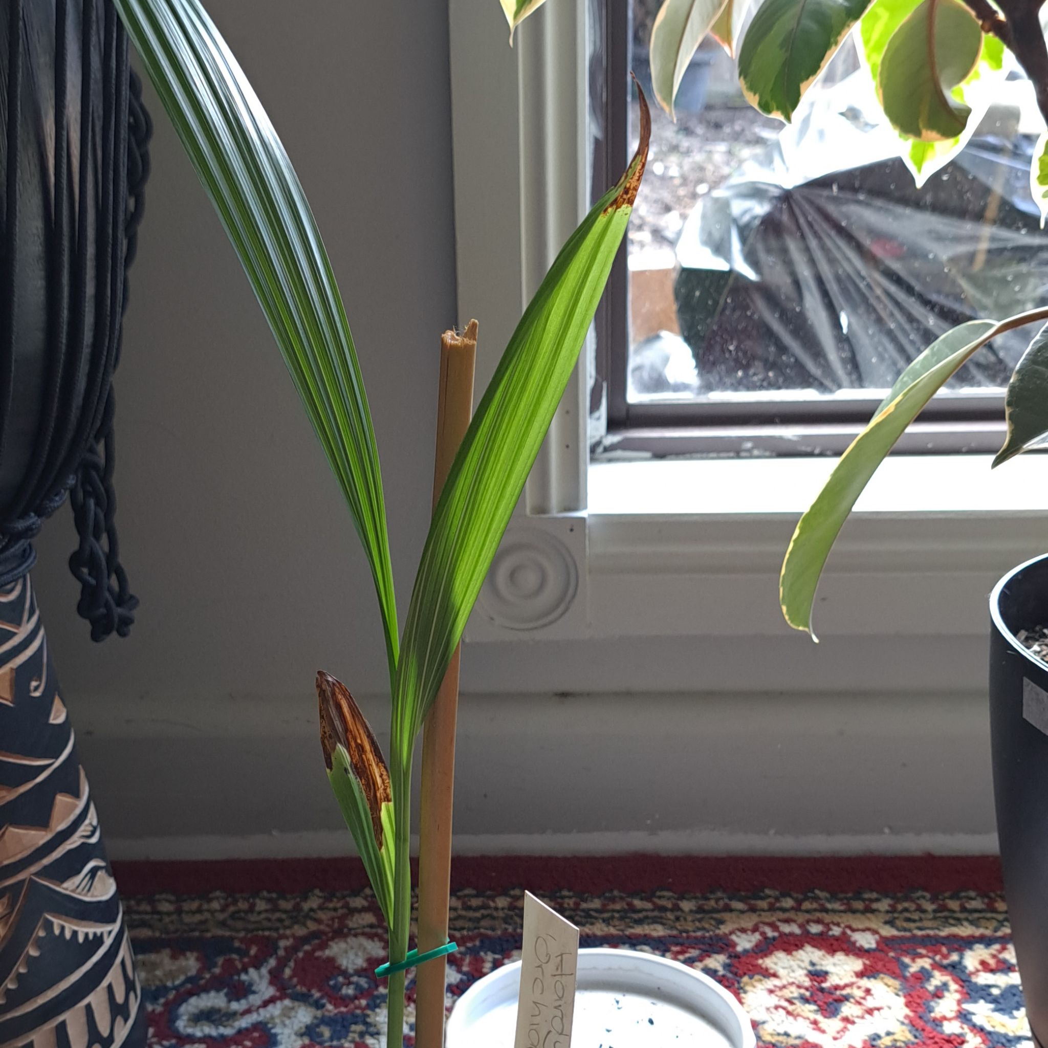 Photo of the plant species Chinese ground orchid by @QueenSiricote named Elina on Greg, the plant care app