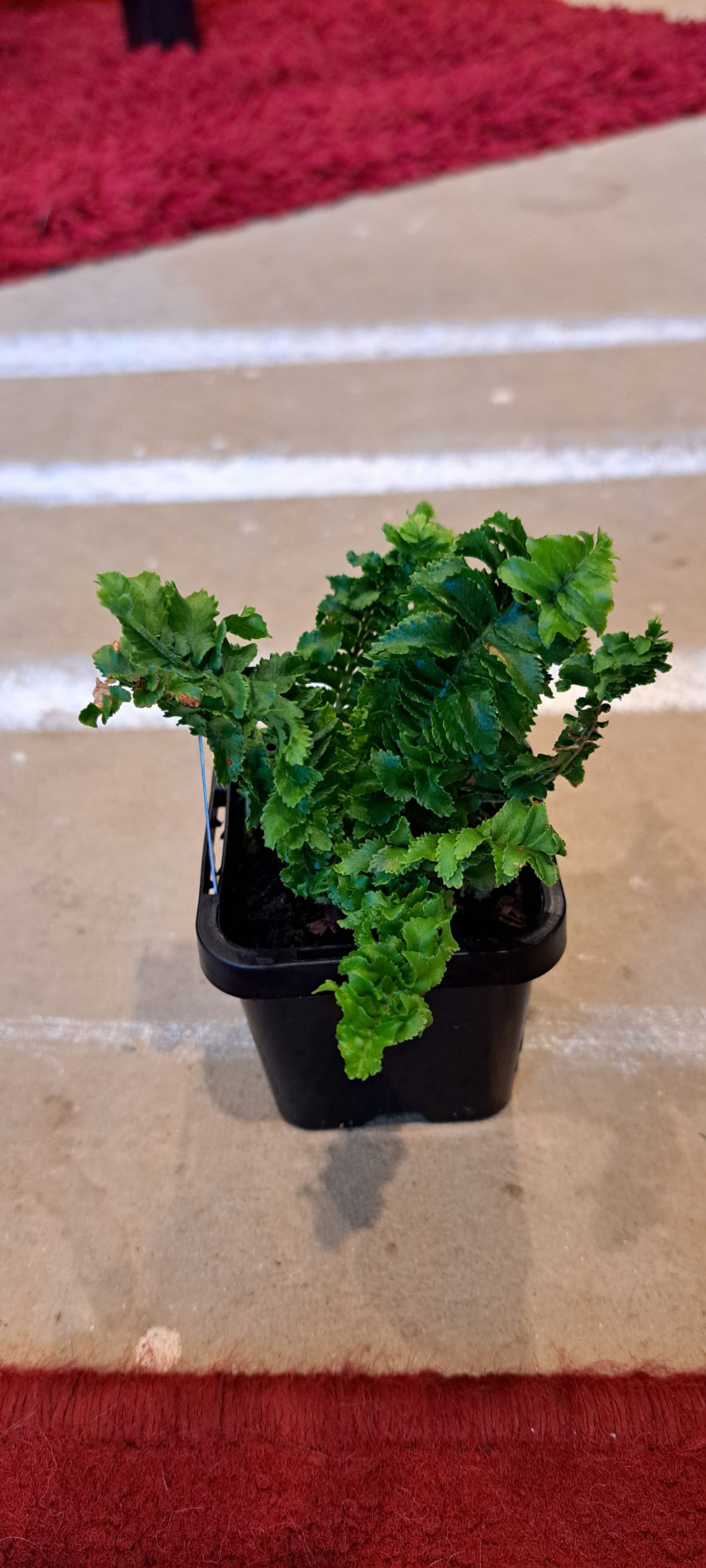 Photo of the plant species Emina Curly Boston Fern by @QueenSiricote named Walt on Greg, the plant care app