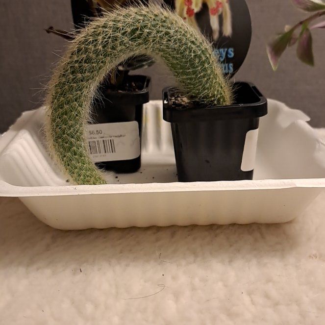 Photo of the plant species Monkey Tail by @QueenSiricote named Drake on Greg, the plant care app