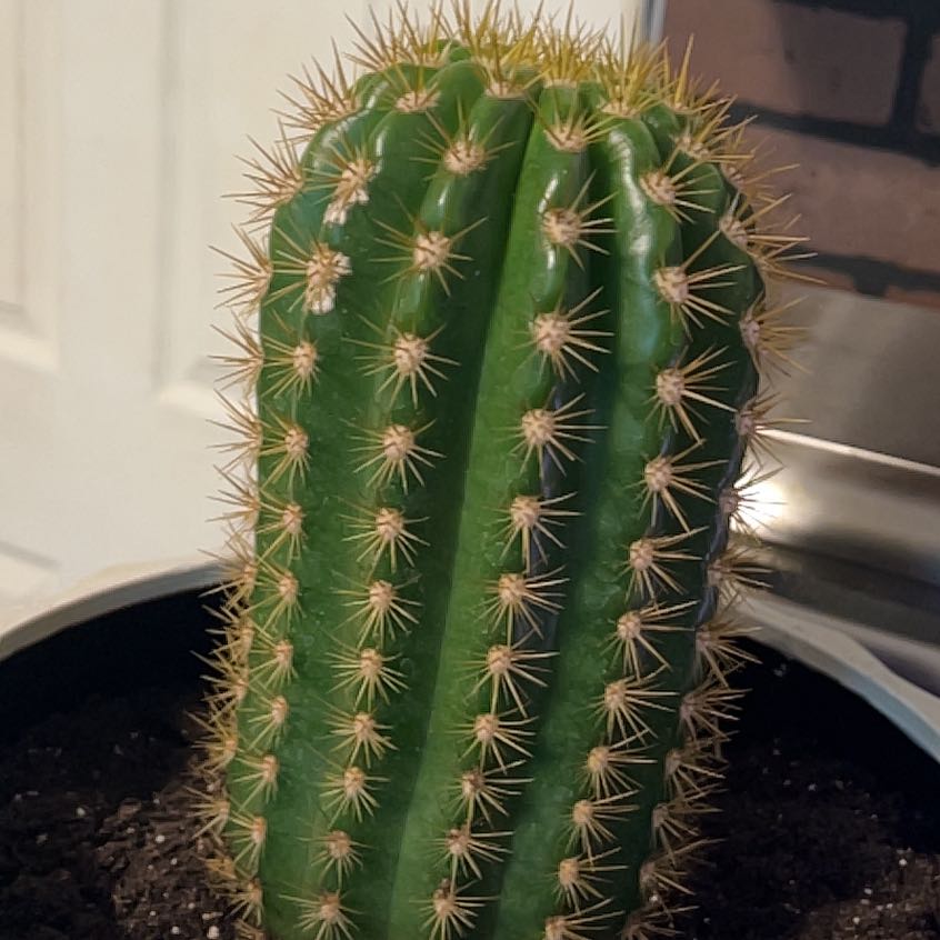 Healthy Sun Goddess Barrel Cactus with vibrant green color and well-defined spines.