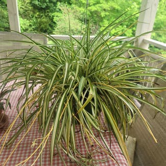 Spider Plant plant in Greenville, South Carolina