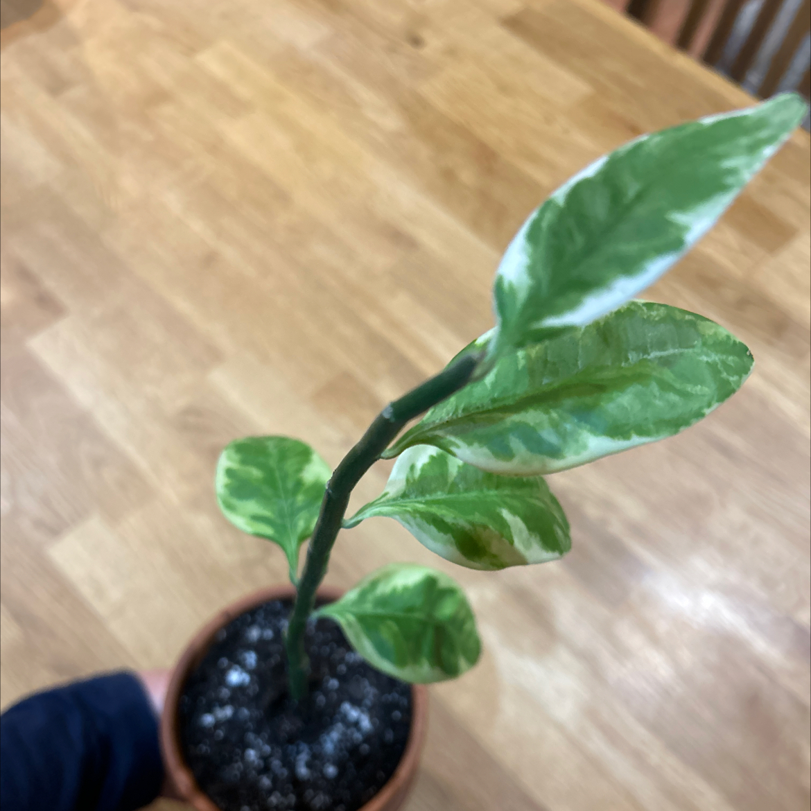 Stump