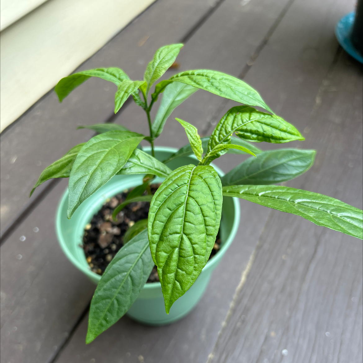 Healthy Shrimp Plant in a small pot with green leaves and visible soil.