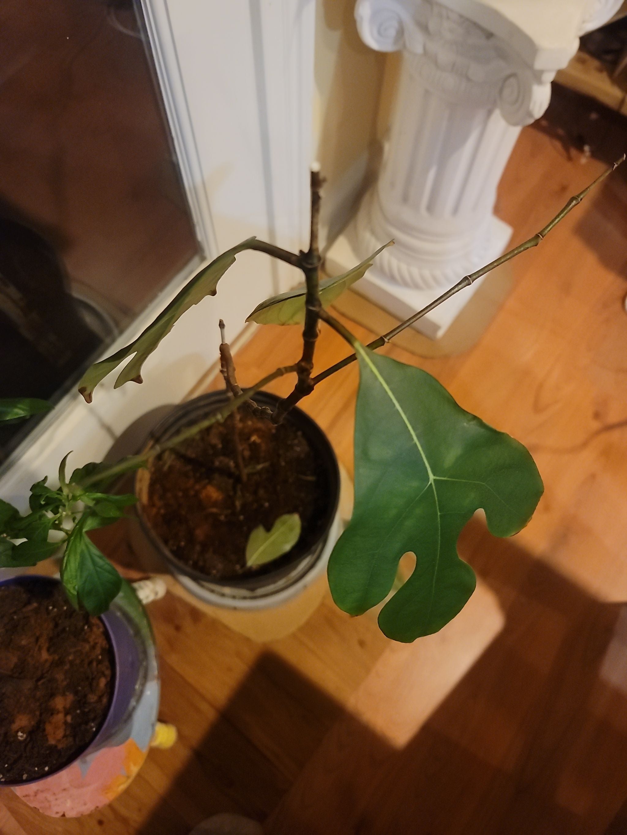 Reasons Why Your Breadfruit Won't Flower 🍞