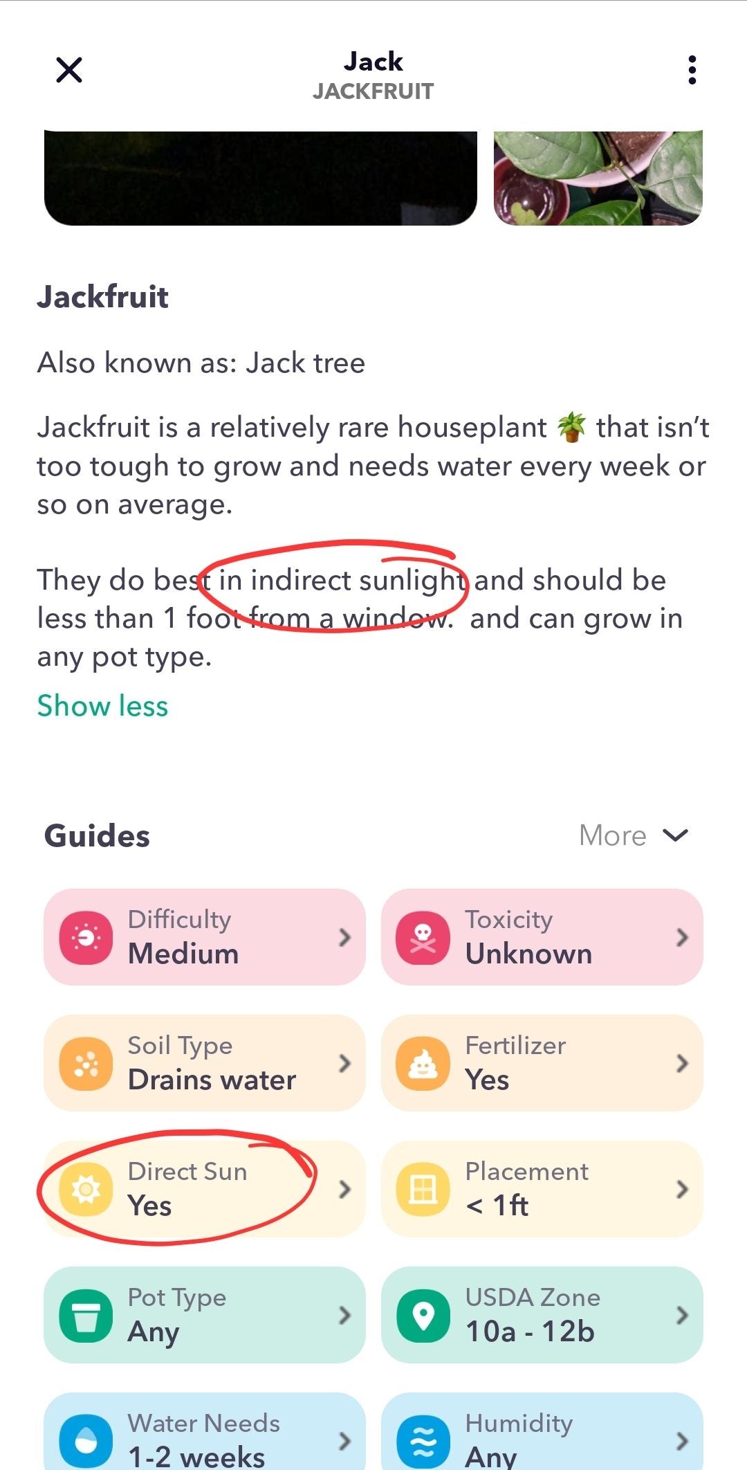 Reasons Why Your Breadfruit Won't Flower 🍞