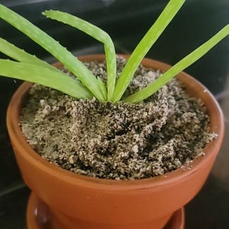 Aloe Vera plant in Greenville, South Carolina