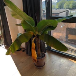 Dwarf Banana plant