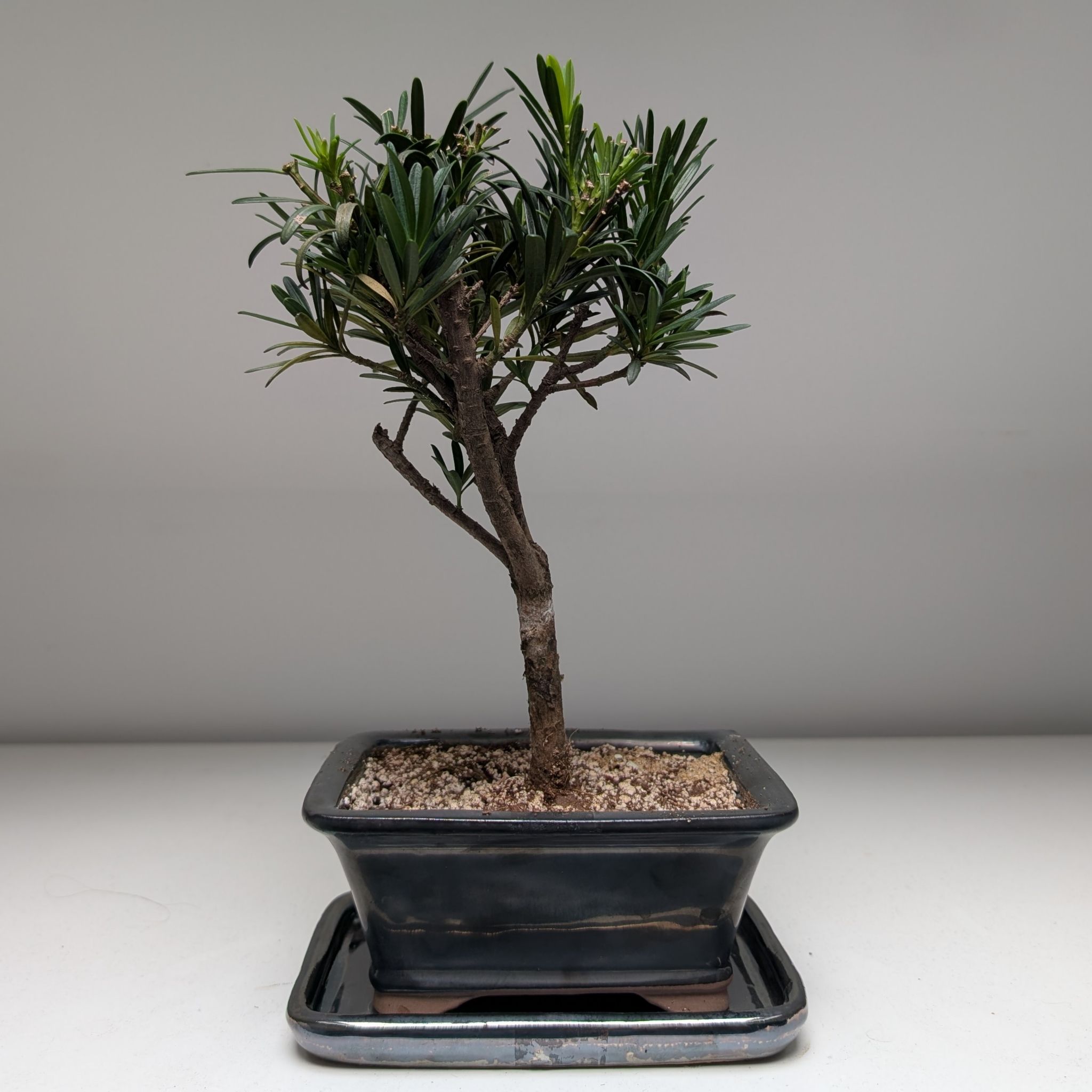 Photo of the plant species Podocarpus Plant by @SuaveMyagrum named Lebron on Greg, the plant care app