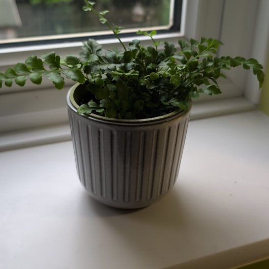 Photo of the plant species Austral Gem Fern by @SuaveMyagrum named Asplenium on Greg, the plant care app