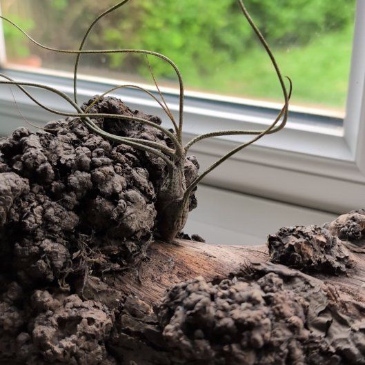 Photo of the plant species Tillandsia butzii by @SuaveMyagrum named Tillandsia Butzii on Greg, the plant care app
