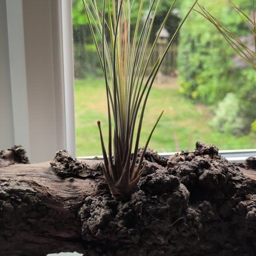 Photo of the plant species Tillandsia Juncea by @SuaveMyagrum named Tillandsia Juncea on Greg, the plant care app