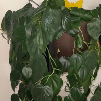 Heartleaf Philodendron plant in Milwaukee, Wisconsin