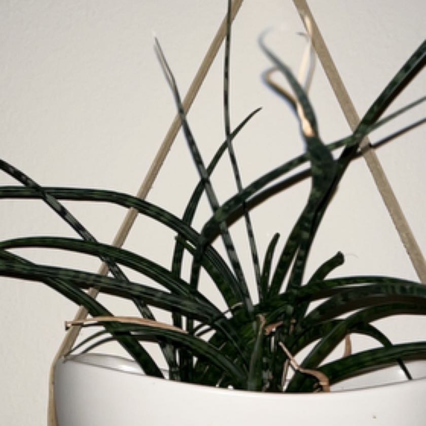 Photo of the plant species Dracaena 'Mikado' by @ActualHarebell named Darwin on Greg, the plant care app