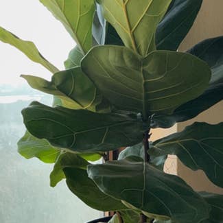Fiddle Leaf Fig plant in Milwaukee, Wisconsin