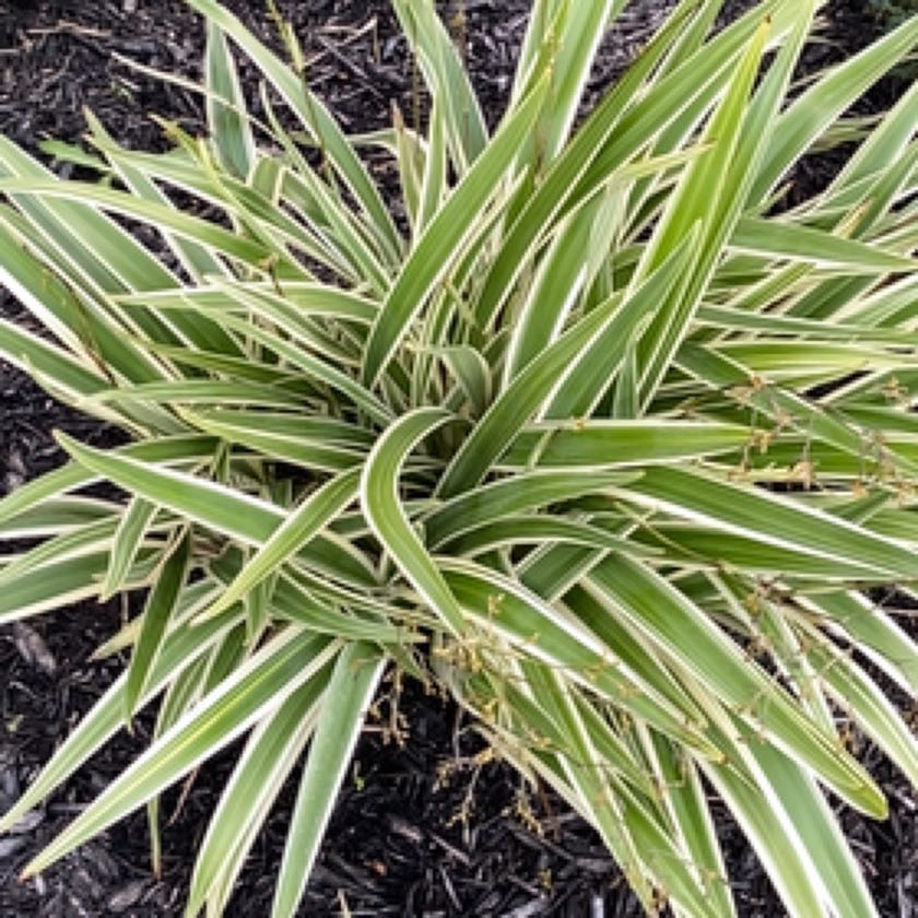 Photo of the plant species Waxyleaf Privet by @SybariticDill named Mochi on Greg, the plant care app